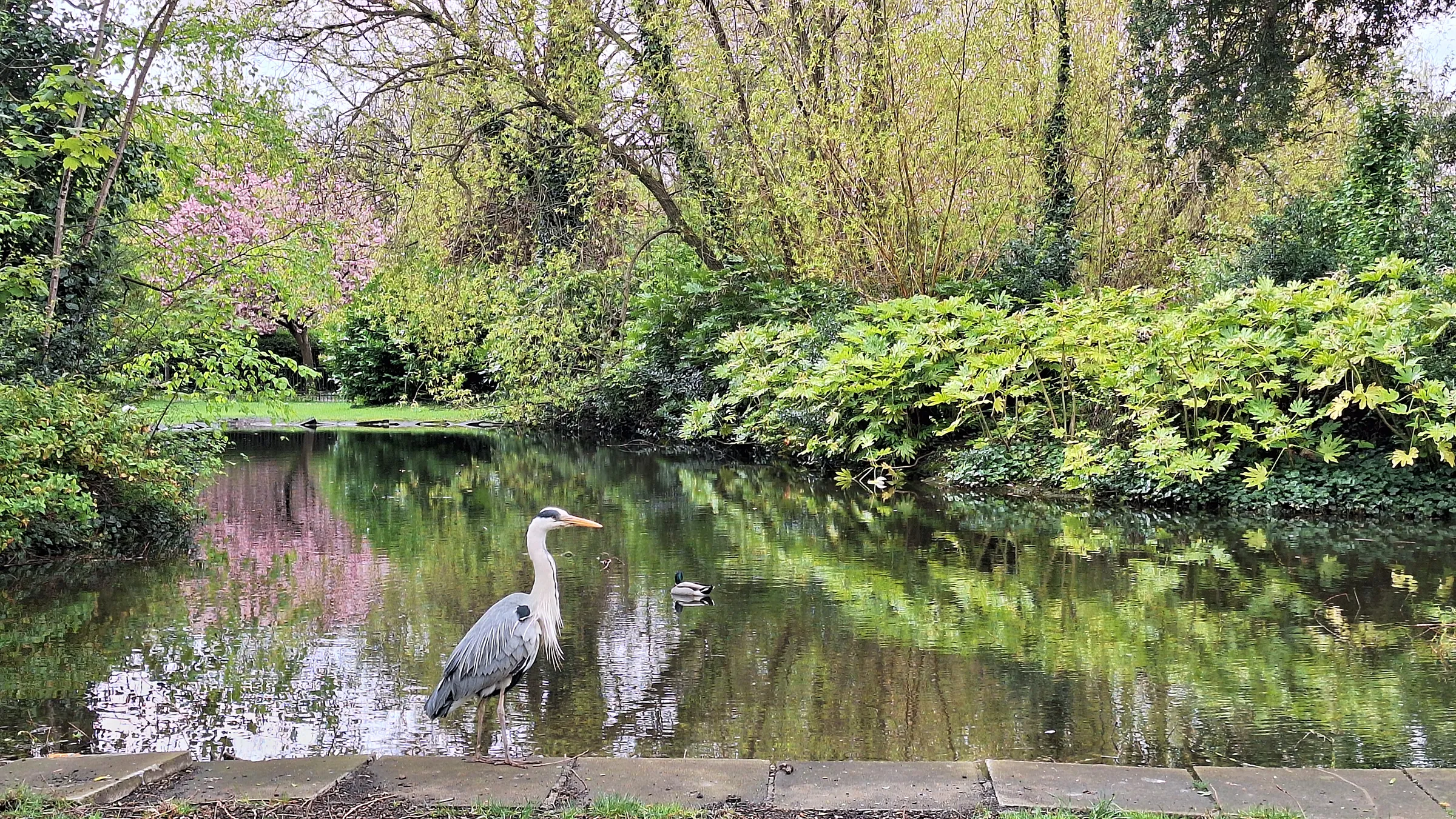 bilde fra parken St. Stephen's Green i Dublin